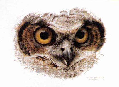 (image for) Handmade oil painting Copy paintings of famous artists Carl Brenders Paintings Great Horned Owl Study